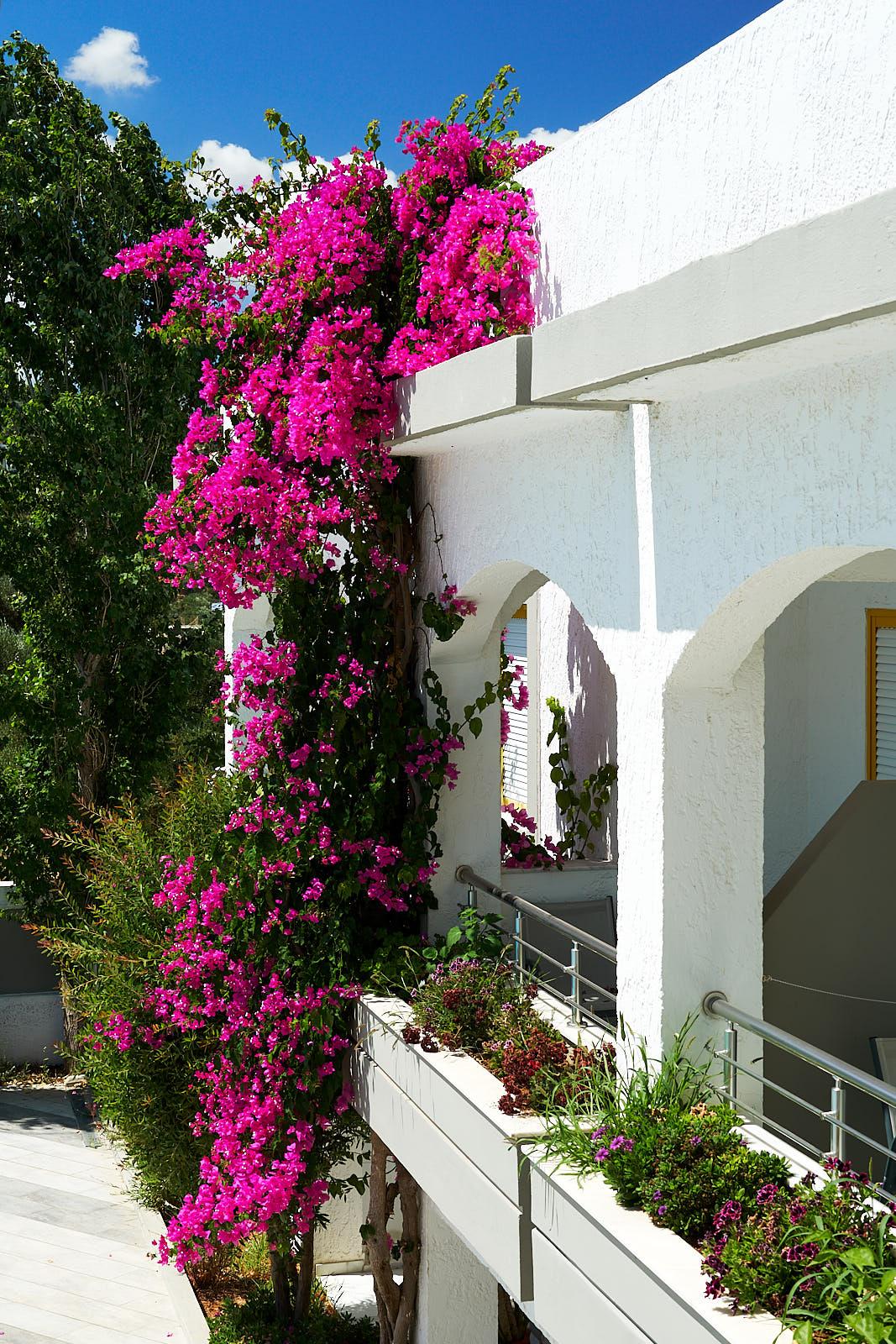 Apollon Hotel Apartments Platanias Extérieur photo